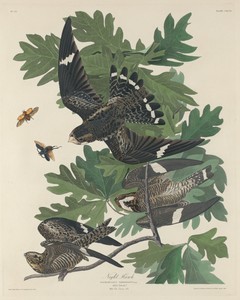 Night Hawk