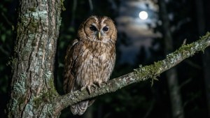 Night Owl