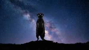 Night Sentinel