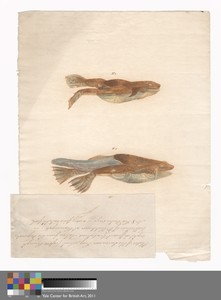 No.1 and No. 2 in the 8 stages of growth of the Surinam Frog