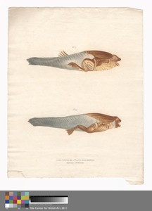 No. 3 and 4 in the 8 stages of growth of the Surinam Frog