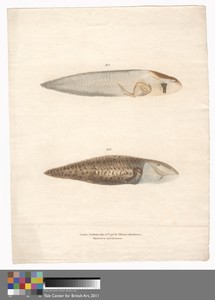 No. 5 and No. 6 in the 8 stages of growth of the Surinam Frog
