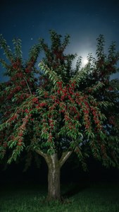 Nocturnal Brush Cherry Tree