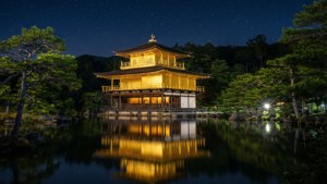 Nocturnal Golden Glow