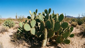 Nopal Desert Field