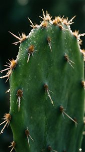 Nopal Dew Drops Macro