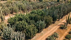 Nopal Farm Aerial