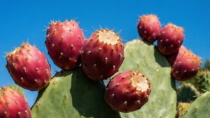 Nopal with Tunas