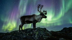 Northern Lights Reindeer