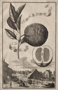 Nurnbergische Hesperides:  Aranzo da Portugal