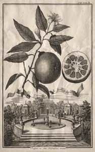 Nurnbergische Hesperides:  Aranzo de fior doppio
