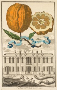 Nurnbergische Hesperides:  No. 185 - Aranzo Striato dolce.  Palazzo del N. H. Fonte in Noventa