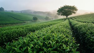 O'Sulloc Tea Fields