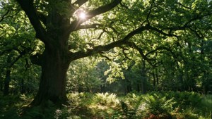 Oak Canopy Light