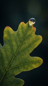 Oak Leaf Water Drop