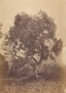 [Oak Tree]