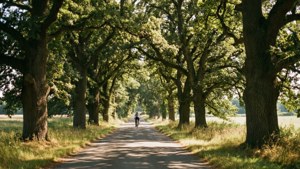 Oak Tree Lane