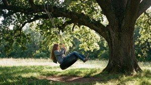 Oak Tree Tire Swing