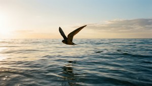 Ocean Dawn