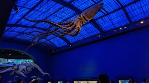 Ocean Hall Giant Squid