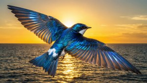Ocean Sunset Flight