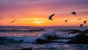 Ocean Sunset Silhouette