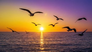 Ocean Sunset Silhouette