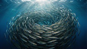 Ocean Swirl of Smelt