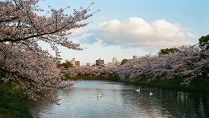 Ohori Park Spring Serenity