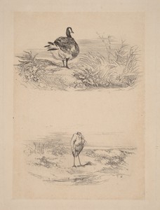 Oie, Heron