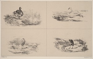 Oies, Cygnes, herons