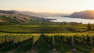 Okanagan Vineyard Sunset