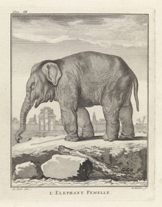 Olifant
