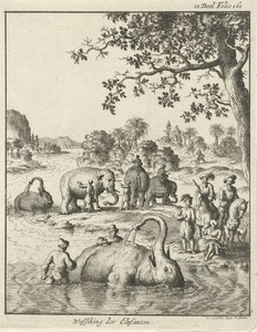 Olifanten besproeien zich met water in een rivier