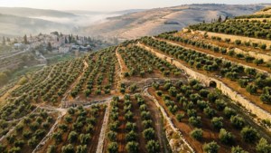Olive Groves Landscape