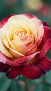 Ombre Rose Petals