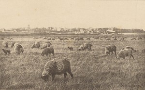 On Southwold Marshes