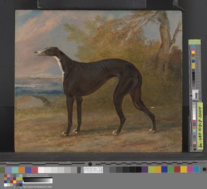 One of George Lane Fox's Winning Greyhounds: the Black and White Greyhound Bitch, Juno, also called Elizabeth