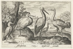 Ooievaar, kraanvogel, reiger en lepelaar