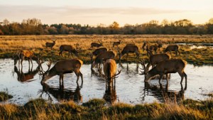 Oostvaardersplassen Deer