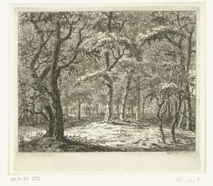 Open plek in het bos