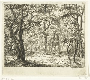 Open plek in het bos