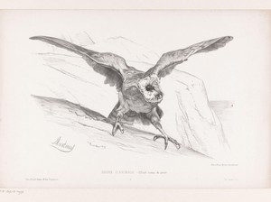 Opgeschrikte roofvogel