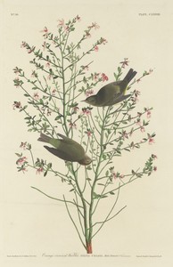 Orange-crowned Warbler