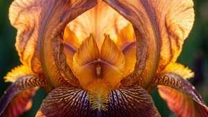 Orange Iris Glow