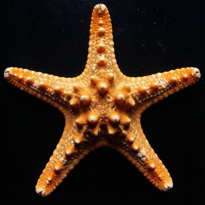 Orange Starfish Studio
