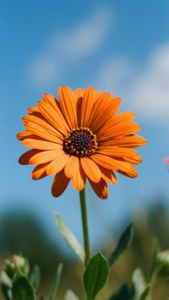 Orange Sunshine