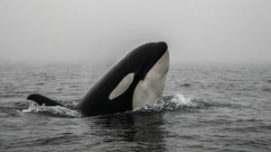 Orca Fin in Mist