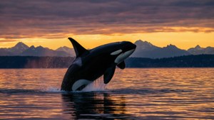 Orca Sunset Sound
