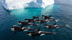 Orcas Cruising by Iceberg